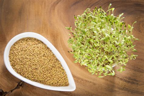 how to eat alfalfa sprouts safely